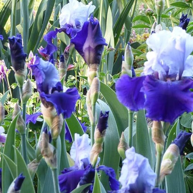 CHUXAY GARDEN 50 Seeds Iris 'Global Crossing' (Bearded Iris),Tall Bearded Iris,Iris Germanica,Late Midseason Irises Hybrid Flowering Plants Drought Tolerant Striking Landscaping Plant Low-Maintenance