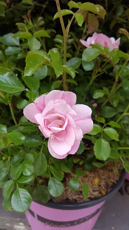 Live Plant from Green Promise Farms Flower Carpet Roses ROSA `FLOWER CARPET APPLE BLOSSOM` Pink Flower Shrub #2 Size Container White