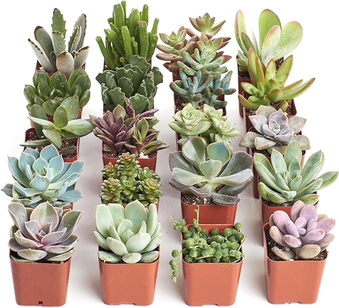 Shop Succulents Unique Succulent Plant Pack Bulk Collection - Live Mini Succulent Plants, Low Maintenance, Exceptional Colors & Textures - Wedding and Party Favors, Gift & Garden, Pack of 20