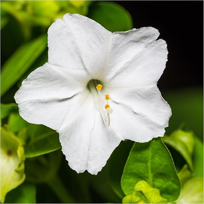 Seed Needs, White Four O Clock Seeds - 60 Heirloom Seeds for Planting Mirabilis Jalapa - Tender Perennial Flowers to Plant a Butterfly Garden and Attract Pollinators (1 Pack)