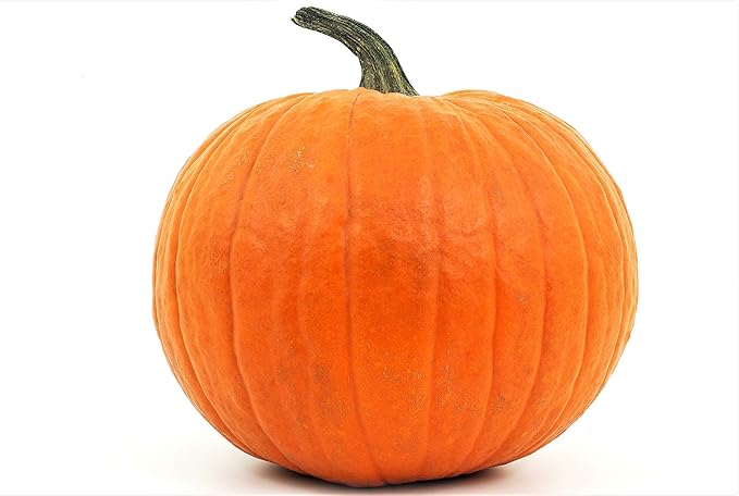 Pumpkin Seeds for Planting - to Plant Connecticut Fields Pumpkins - Large 200 Count Packet!