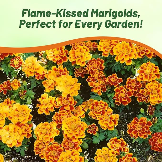 Outsidepride Durango Flame French Marigold Seeds - 500 Pcs Annual, Compact, Heat & Drought Tolerant Flower Seeds for Planting w/Anemone Type Bi-Colored Blooms, Ideal for Vibrant Pollinator Gardens