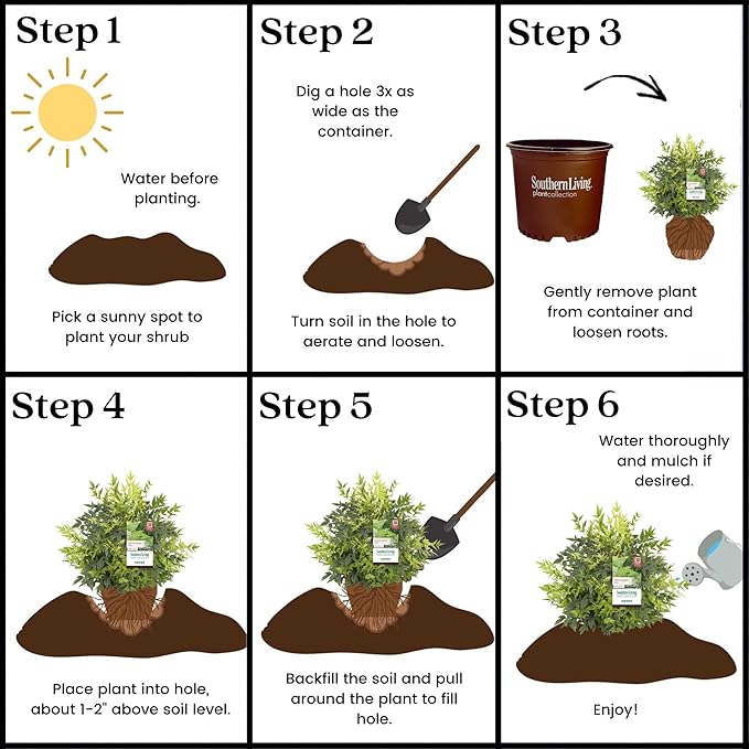 2 Gallon Southern Living Nandina Lemon Lime Shrub