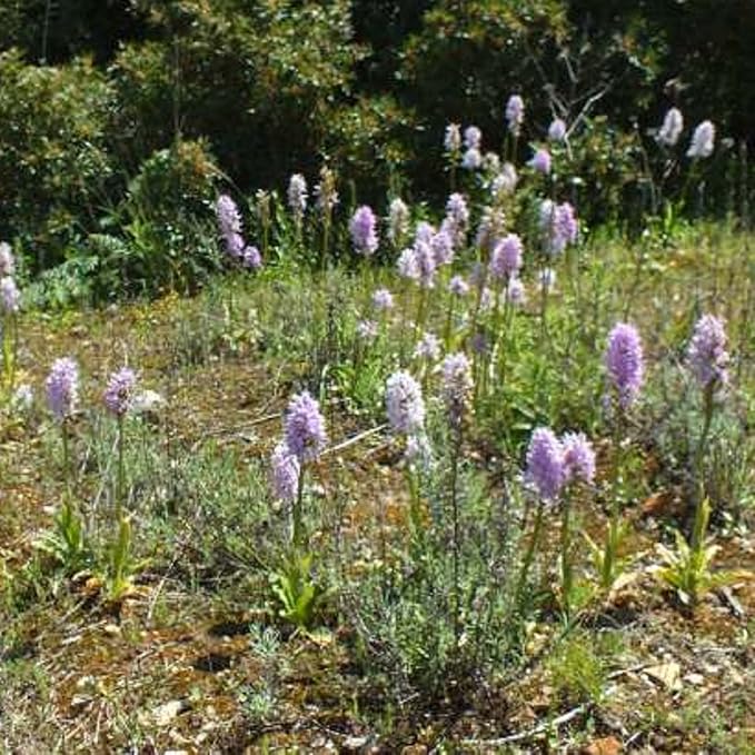 CHUXAY GARDEN Naked Man Orchid Seed 50 Seeds Exotic Charm Perennial Flowering Plant Attract Butterflies and Bees Easy Cultivating