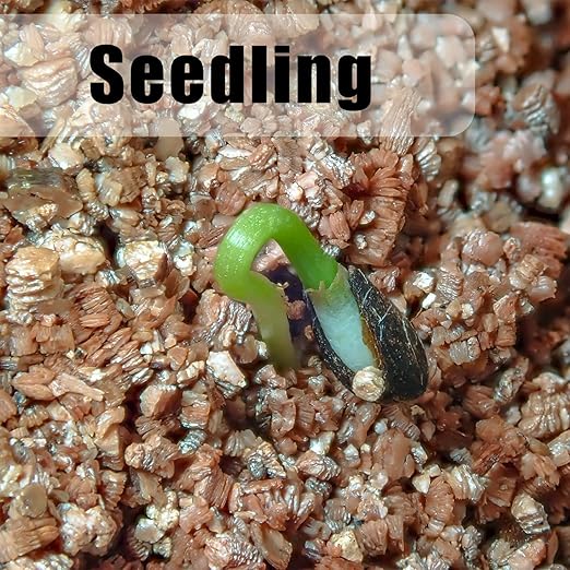 Organic Vermiculite 10 qt by Doter, Increases Water and Nutrient Retention and Aerates The Soil, Perfect for Root Cuttings, Seed Germination, Arranging Flowers, and Bedding for Invertebrates