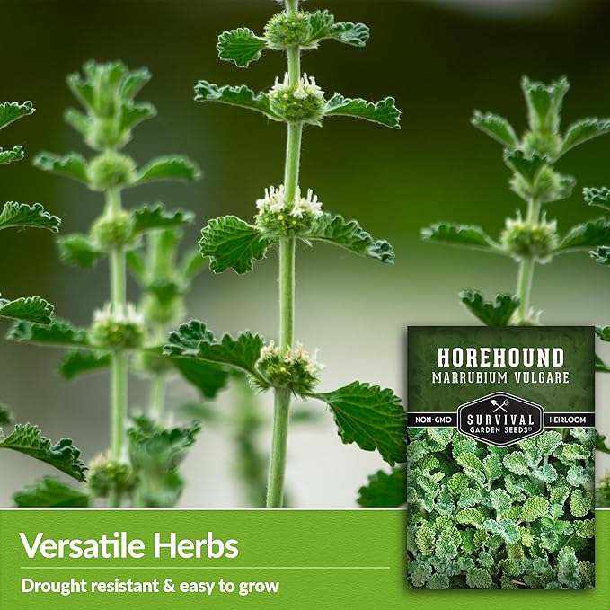 Horehound Seed for Planting - 1 Packet with Instructions to Plant and Grow Beneficial Marrubium Medicinal Herbs in Your Home Vegetable Garden - Non-GMO Heirloom Variety - Survival Garden Seeds