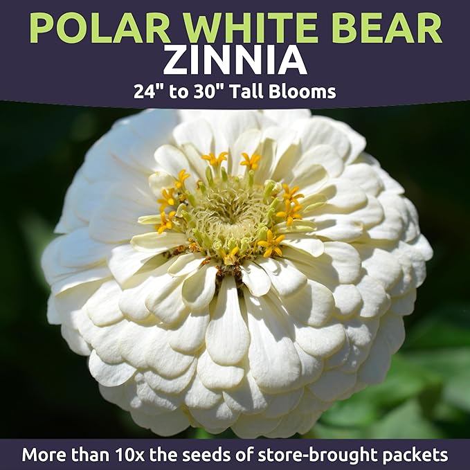 Zinnia Polar Bear White - Large 1 Ounce Packet - 4,000 Flower Seeds for Planting - Zinnia elegans