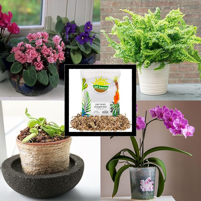 Long Fibered Sphagnum Peat Moss (1 Quart), All Natural Dried Moss for Orchids, Carnivorous Plants, Decorating, Terrariums