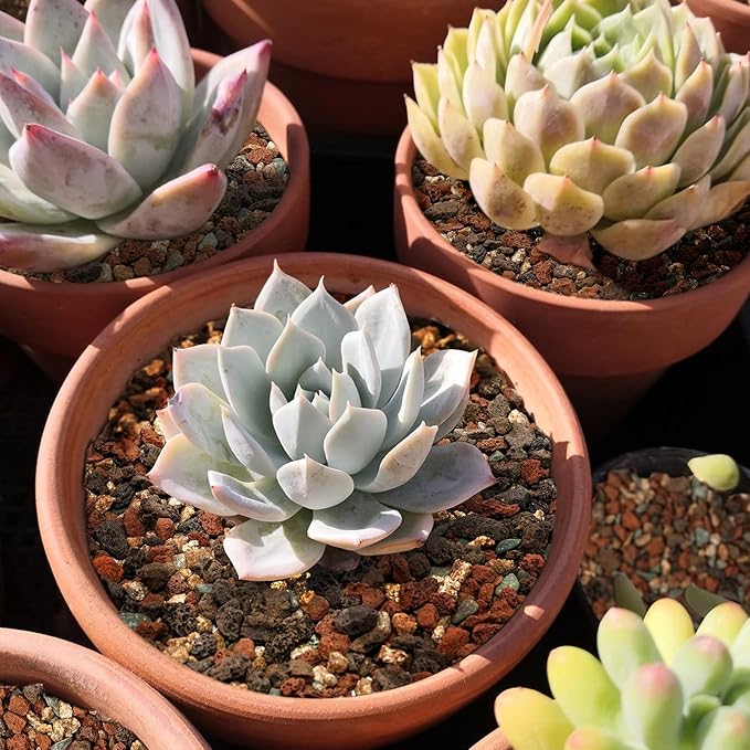 Mix Horticultural Lava Rock Pebbles-Decorative Landscaping Gritty Rocks,Pumice Potting Soil Amendment,Additive for Succulent,Cactus Bonsai,Vase Fillers,Terrarium,Fairy Gardening,Top Dressing.