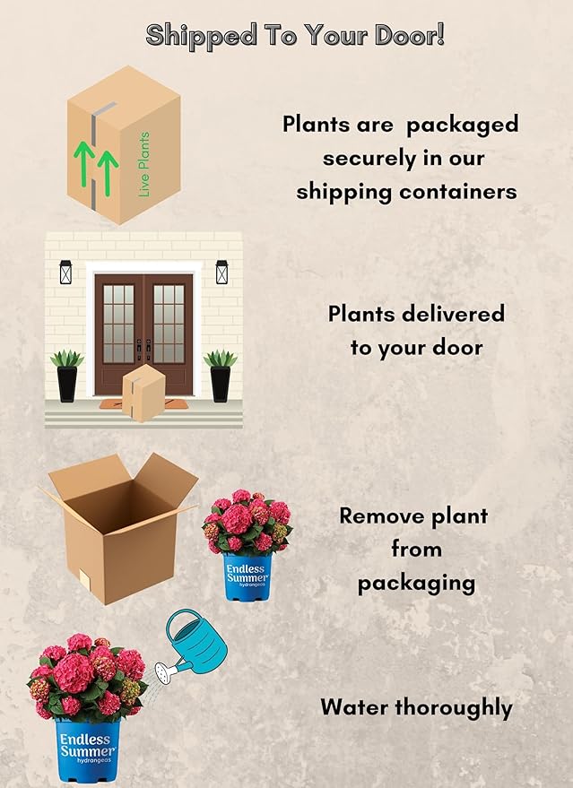 2 Gal. Summer Crush Hydrangea Shrub