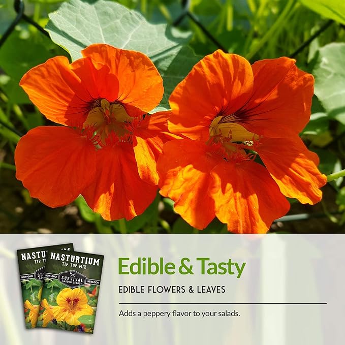 Survival Garden Seeds - Tip Top Mix Nasturtium Seeds - 5 Packs with Instructions to Plant and Grow Edible Flowers & Companion Plants in Your Home Vegetable Garden - Non-GMO Heirloom Variety