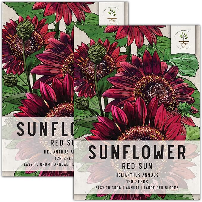 Seed Needs, Red Sun Sunflower Seeds - 120 Heirloom Seeds for Planting Helianthus annuus - Great Cut Flowers, Attracts Butterflies/Pollinators (2 Packs)