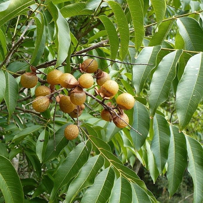 CHUXAY GARDEN Indian Soapberry Seed 5 Seeds Sapindus Mukorossi Evergreen Tree Ornamental Shade Tree Cleaning Purpose
