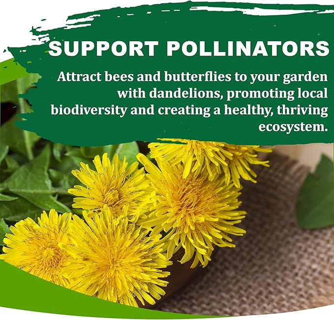 TKE Farms & Gardens - Dandelion Seeds for Planting, 500 Mg, 500+ Non-GMO, Heirloom Seeds, Produces Medicinal Greens & Edible Flowers, Supports Wildlife & Pollinators, Herbal Teas