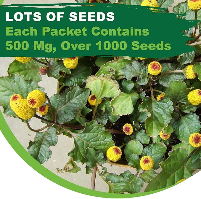 TKE Farms & Gardens - Toothache Plant Seeds for Planting, 1000 Non-GMO Heirloom Buzz Button Seeds, Electric Daisy, Szechuan Button, Includes Easy Growing Instructions, 250mg Packet, Qty 1