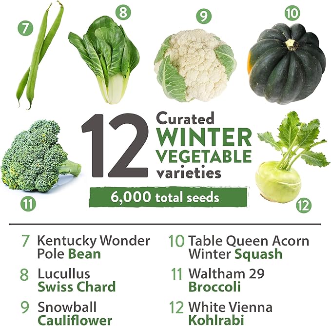 HOME GROWN 12 Winter Vegetable Seeds - Heirloom, Non-GMO Fall & Winter Vegetable Seeds for Planting Home Garden: Bean, Beet, Broccoli, Cabbage, Carrot, Cauliflower, Kale, Parsnip, Squash, Chard & More
