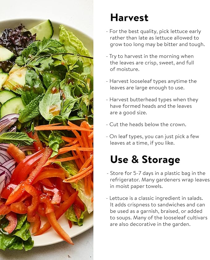 Burpee Heatwave Blend Lettuce Seeds 1000 seeds