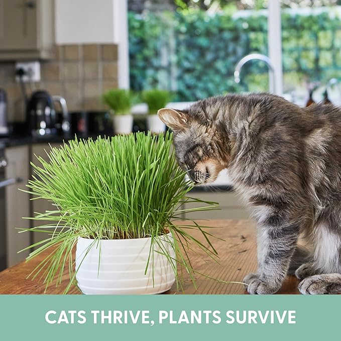 The Cat Ladies Cat Grass Grow Bag Kit, Organic Cat Grass for Indoor Cats, Cat Grass Seeds, Soil & Grow Bags 3 Pack