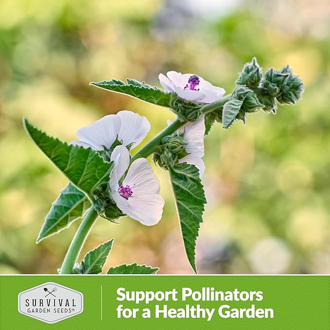 Marsh Mallow Seed for Planting - 5 Packets with Instructions to Plant and Grow Rare Medicinal Flowering Herbs in Your Home Vegetable Garden - Non-GMO Heirloom Variety - Survival Garden Seeds