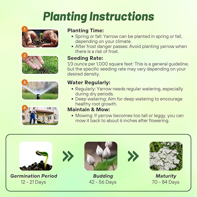 Outsidepride Achillea Millefolium Wild White Yarrow Seeds - 1/4 Lb. Perennial Flower Seeds, Drought Resistant, Low Maintenance & Easy Planting for Beautiful Garden & Fireflies Attraction