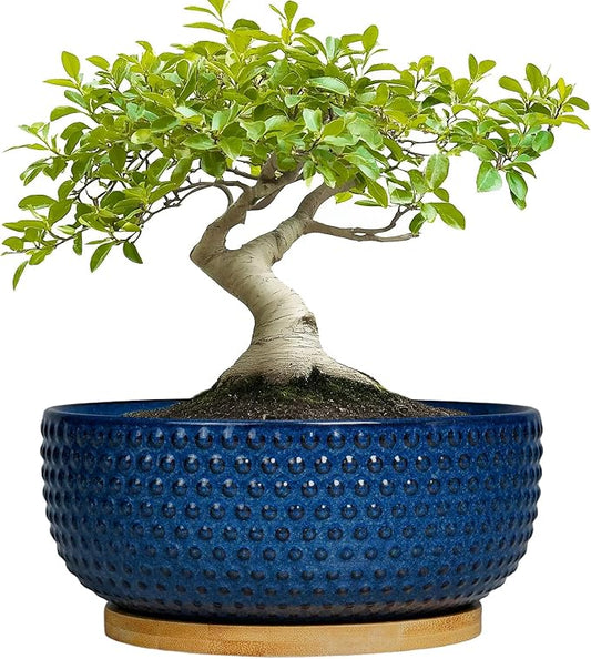 Bonsai Pots - 8 Inch Ceramic Pots for Succulent Plants & Bonsai Tree, Planter with Drainage Hole and Saucer, Modern Round Decorative Flower Planters, House Decor, GIFS for Women Man, Blue