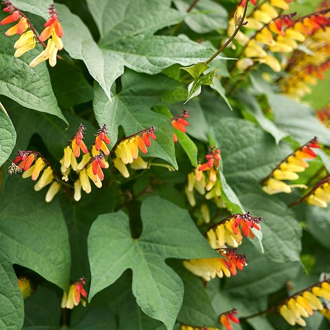 Outsidepride 100 Seeds Perennial Mina Lobata Firecracker Flowering Vine Seeds for Planting