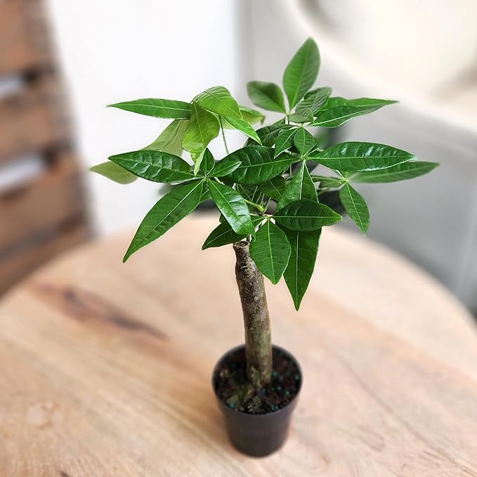 Live Money Tree Plant, Pachira Aquatica Money Tree, Feng Shui Money Tree Pachira Aquatica Plant, Pachira Plant Bonsai Tree in Planter Pot With Soil, Plants for Pets, 2.5-inch pot