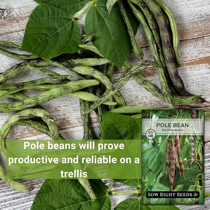 Sow Right Seeds - Rattlesnake Pole Bean Seeds for Planting - Non-GMO Heirloom Packet with Instructions to Plant an Outdoor Home Vegetable Garden - Stringless Variety - Tender with Purple Streaks (1)