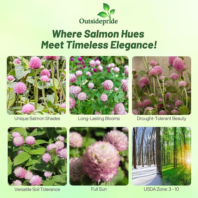 Outsidepride 2000 Seeds Annual Salmon Gomphrena Globosa Flower Seed for Planting