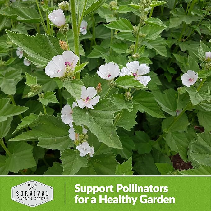 Marsh Mallow Seed for Planting - 5 Packets with Instructions to Plant and Grow Rare Medicinal Flowering Herbs in Your Home Vegetable Garden - Non-GMO Heirloom Variety - Survival Garden Seeds