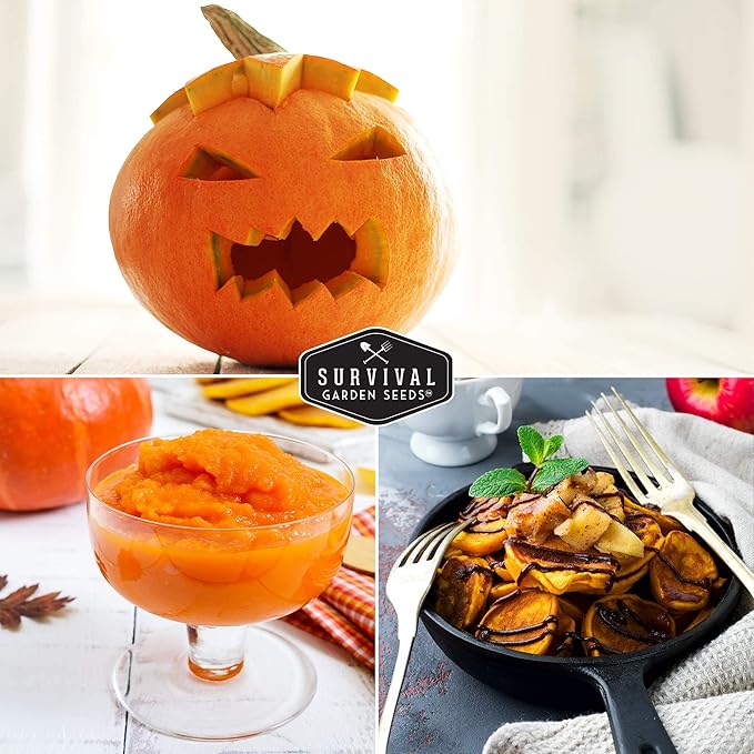 Survival Garden Seeds - Small Sugar Pumpkin Seed for Planting - 2 Packs with Instructions to Plant and Grow Pie Pumpkins in Your Home Vegetable Garden - Non-GMO Heirloom Variety