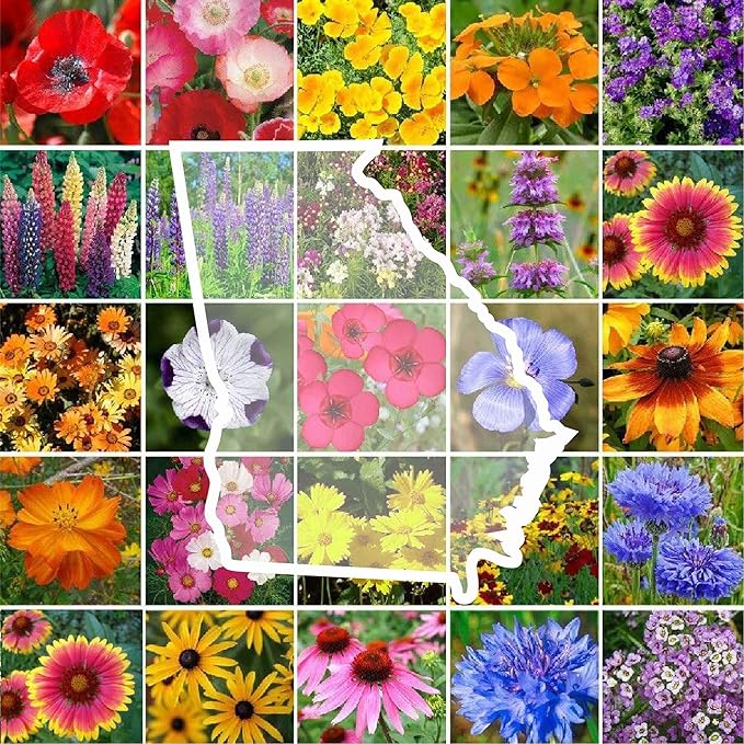Eden Brothers Georgia Wildflower Mixed Seeds for Planting, 1/4 lb, 120,000+ Seeds with Cornflower, Cosmos, African Daisy | Attracts Pollinators, Plant in Spring or Fall, Zones 3, 4, 5, 6, 7, 8, 9, 10