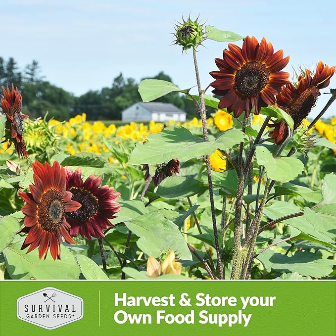 Survival Garden Seeds - Chocolate Cherry Sunflower Seed for Planting - 3 Packets with Instructions to Plant & Grow Burgundy Sunflowers in Your Vegetable & Flower Garden - Non-GMO Heirloom Variety