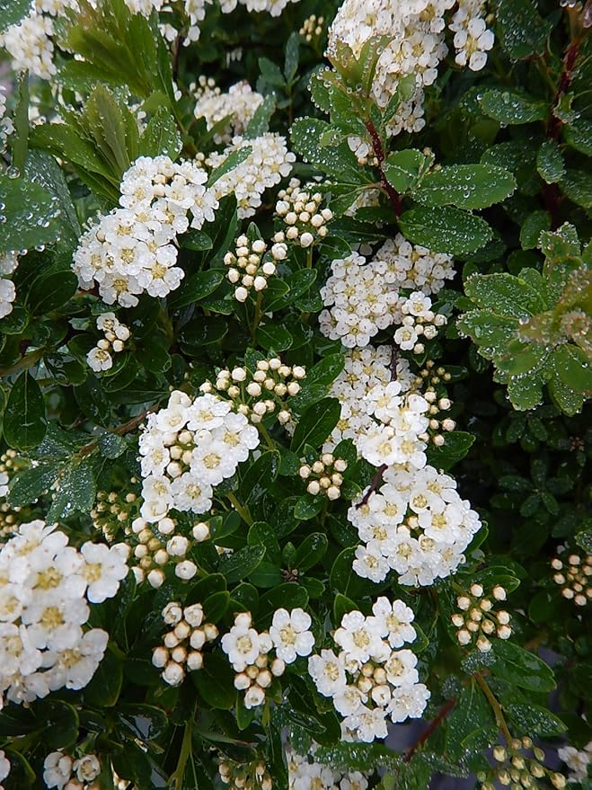 Spiraea nipponica 'Snowmound' (Spirea) Shrub, #3 - Size Container