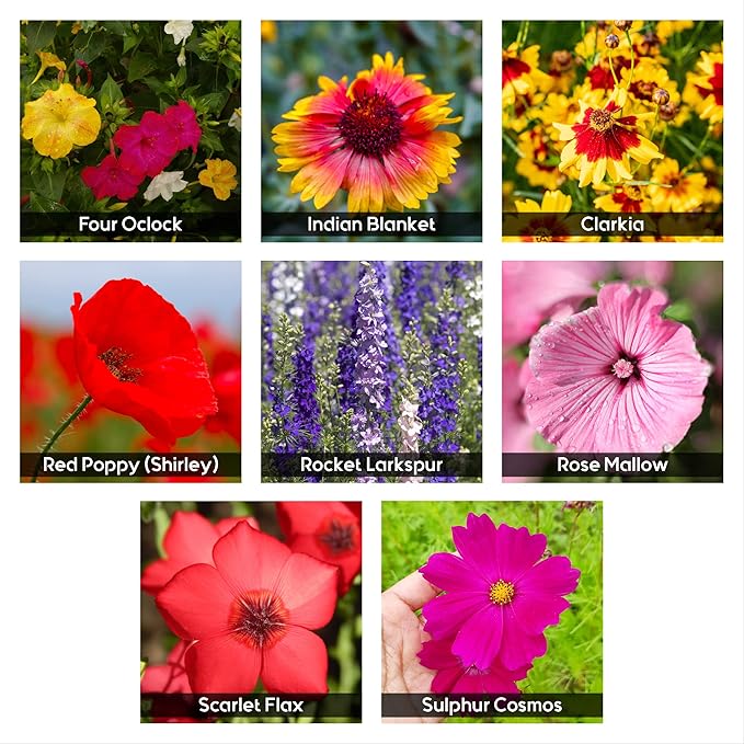 NatureZ Edge Wildflower Seeds, 1/2 lb, 340,000 Seeds, 35 Variety Perennial & Annual Flower Seeds to Plant Outside, Bulk Wildflower Seeds, Wild Flower, Semillas de Flores