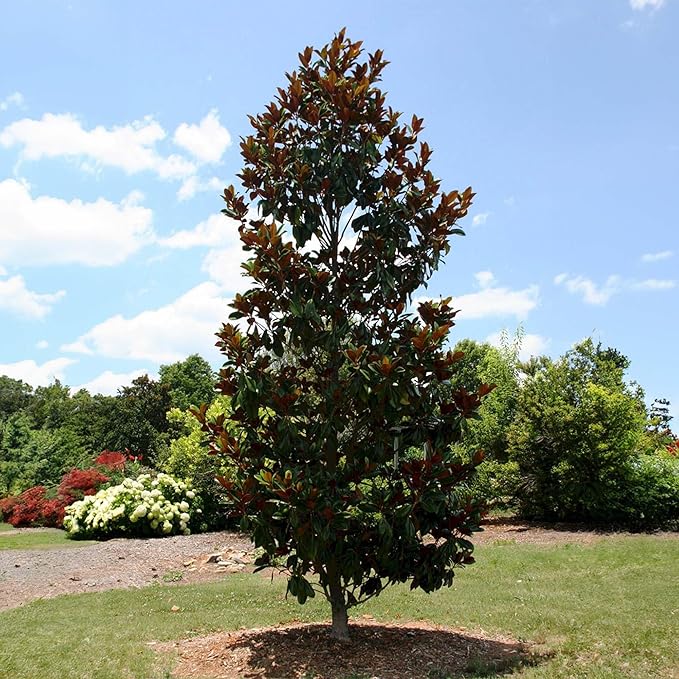 Perfect Plants Little Gem Magnolia 1-2ft Tall in Grower's Pot | Massive Fragrant Late Spring Blooms | Low Maintenance Southern Evergreen