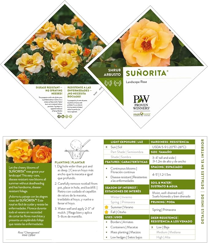 Proven Winners 2 Gallon Sunorita Rose