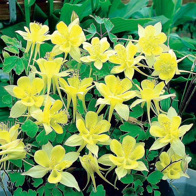Columbine Seeds Aquilegia Seeds Bright Yellow Perennial Attract Butterflies Deer & Rabbit Resistant Fragrant Cut Flower Beds Border Outdoor 25Pcs Flower Seeds by YEGAOL Garden