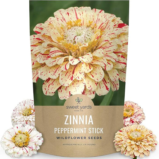 Zinnia Peppermint Stick - Bulk 1/4 Pound Pouch - 15,000 Flower Seeds for Planting - Zinnia elegans