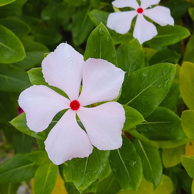 Outsidepride 4000 Seeds Annual Vinca Periwinkle Bright Eyes Ground Cover & Flower Seed for Planting