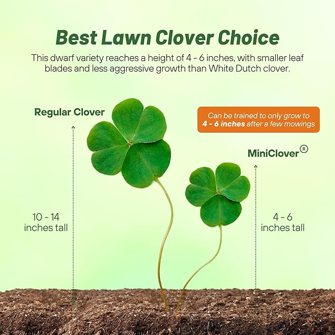 Outsidepride Perennial White MiniClover Seed - 5 lb. Dwarf, Small-Leaved, Drought & Wear-Tolerant Micro Clover Seeds for Lawn, Ideal Low-Maintenance & Easy to Grow Ground Cover Seeds for Home Yard