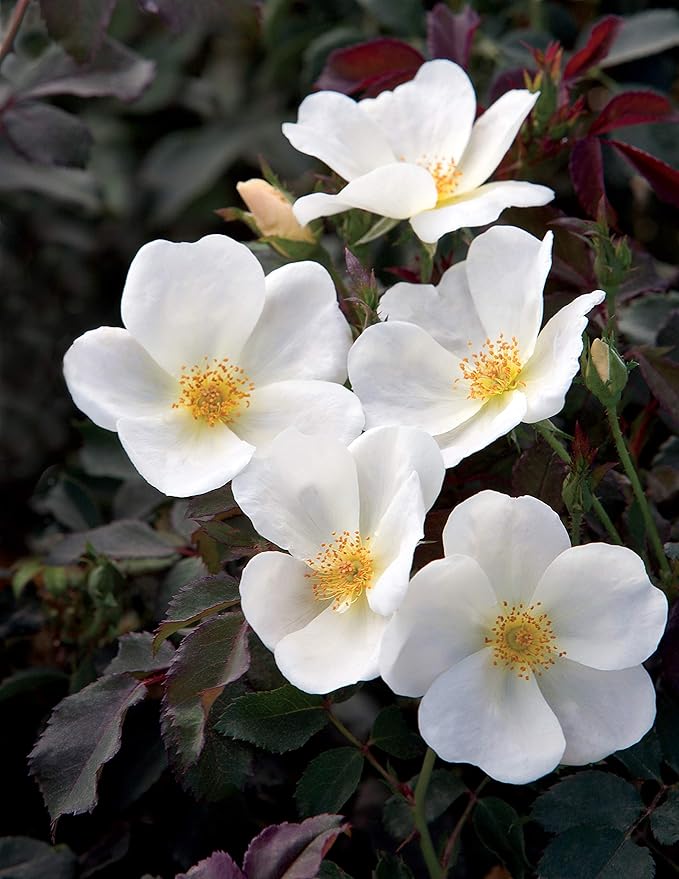 Green Promise Farms Rosa Knock Out` (Reblooming) Rose, 2 Size Container, white flower