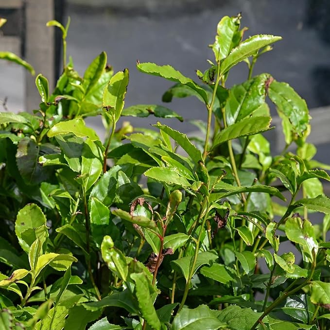 CHUXAY GARDEN Camellia Sinensis-Tea Plant,Tea Shrub,Tea Tree 5 Seeds Evergreen Flowering Plant Drinking Tea Gardening Fast Growing & Maintain