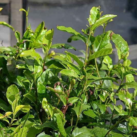 CHUXAY GARDEN Camellia Sinensis-Tea Plant,Tea Shrub,Tea Tree 5 Seeds Evergreen Flowering Plant Drinking Tea Gardening Fast Growing & Maintain