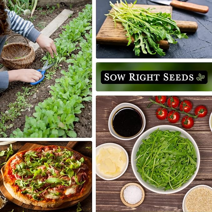 Sow Right Seeds - Arugula Seeds for Planting - Non-GMO Heirloom Seeds with Instructions to Plant a Home Vegetable Garden - Indoors, Hydroponics or Outdoors - Salad Greens - Grow Kitchen Herbs (1)