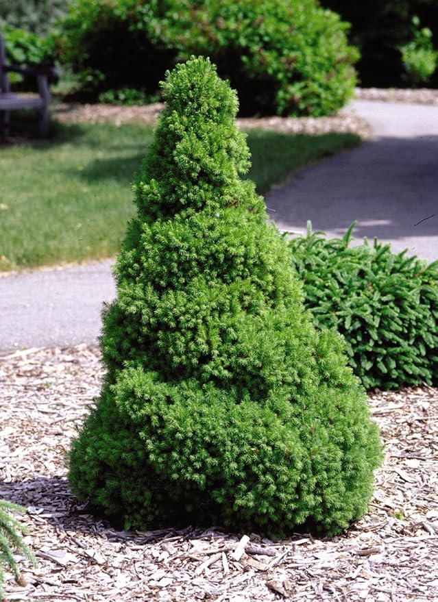 Picea glauca 'Conica' (Dwarf Alberta Spruce) Evergreen, #3 - Size Container