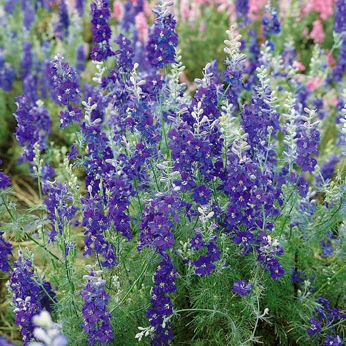 Outsidepride 1000 Seeds Delphinium Blue Larkspur Flower Seeds for Planting