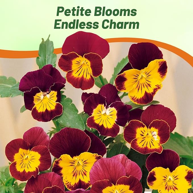 Outsidepride 1000 Seeds Perennial Viola Bambini Flower Seed Mix for Planting