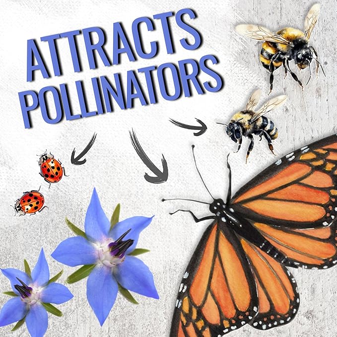 Seed Needs, Blue Borage Herb Seeds for Planting (Borago officinalis) Heirloom, Non-GMO & Untreated, Edible Flowers (1 Pack)