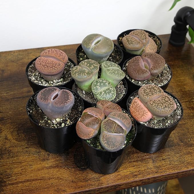 Altman Plants XL Giant Living Stones Succulents (8PK) Lithops Live Plants & Real Succulents, Pet Safe Plants & Live Succulent Plants, Pet Friendly Plants, Live Plants in 2.5" Pots with Succulent Soil